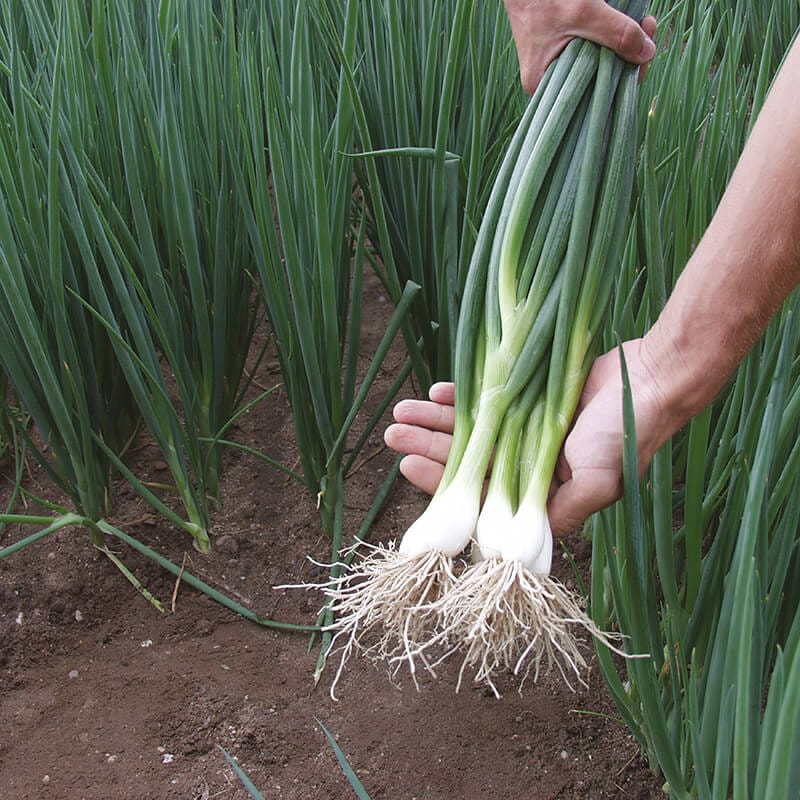 dt-brown VEGETABLE SEEDS Onion (Spring) Matrix Seeds