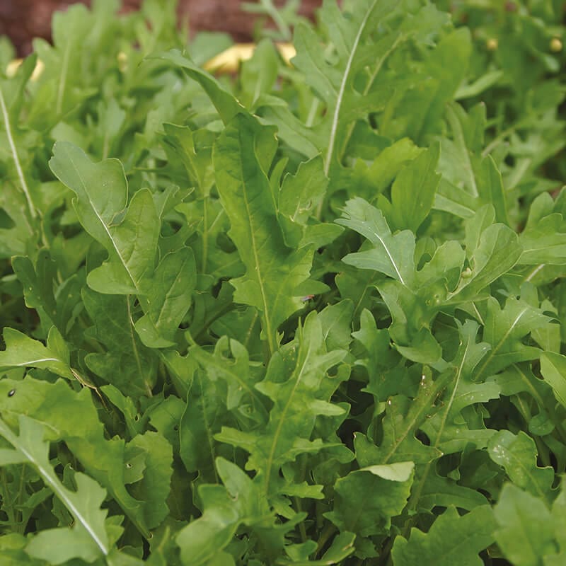 dt-brown VEGETABLE SEEDS Rocket Speedy Seeds