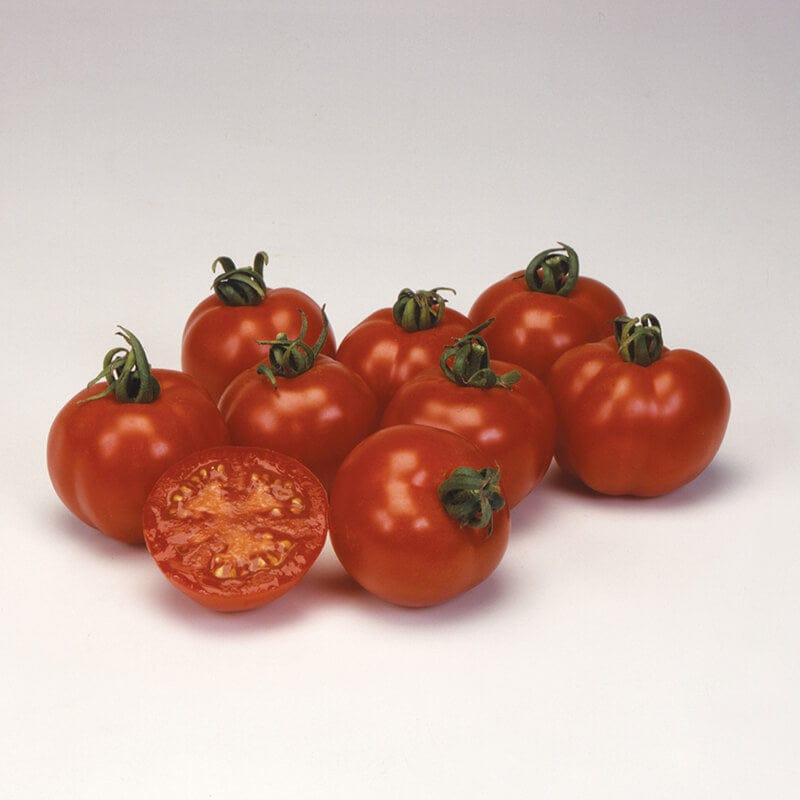 dt-brown VEGETABLE PLANTS 3 x 9cm Potted Plant (LATE) Tomato Bloody Butcher Vegetable Plants