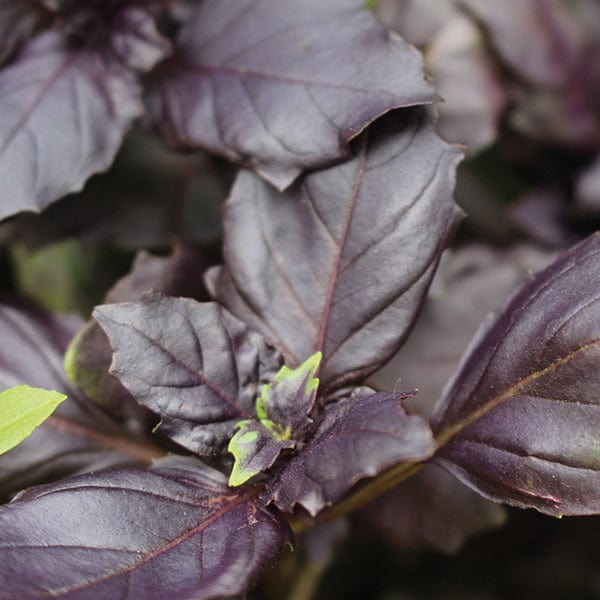 dt-brown VEGETABLE SEEDS Red Rubin Basil Herb Seeds