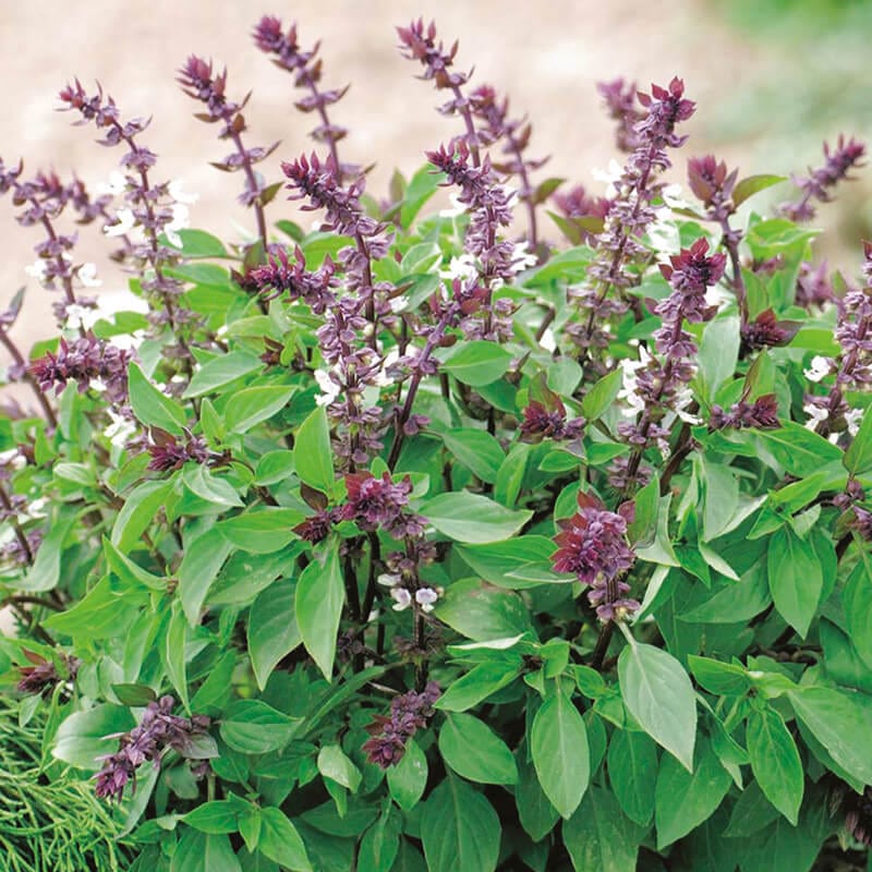 dt-brown VEGETABLE SEEDS Thai Basil Herb Seeds