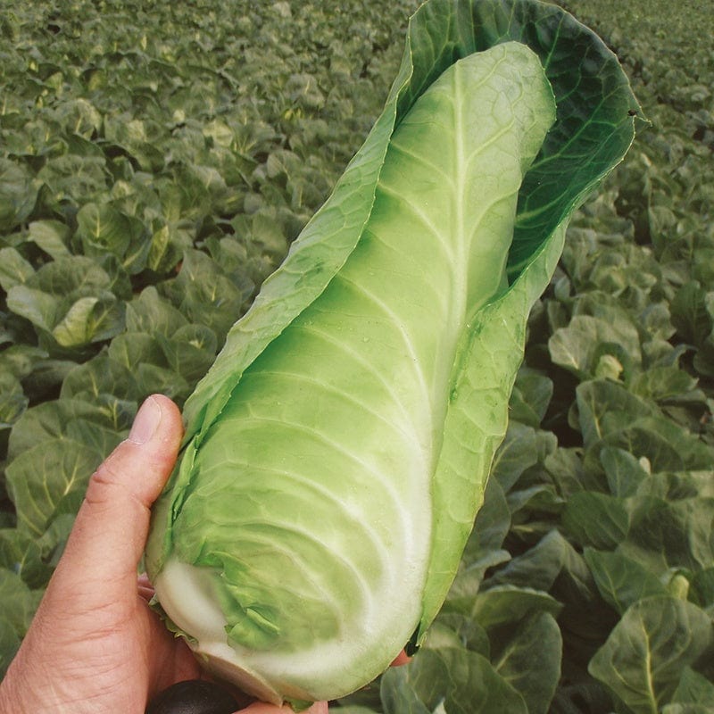 dt-brown VEGETABLE SEEDS Cabbage Dutchman F1 Seeds