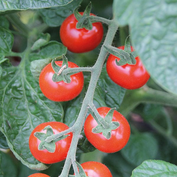 dt-brown VEGETABLE SEEDS Tomato Strillo F1 Seeds