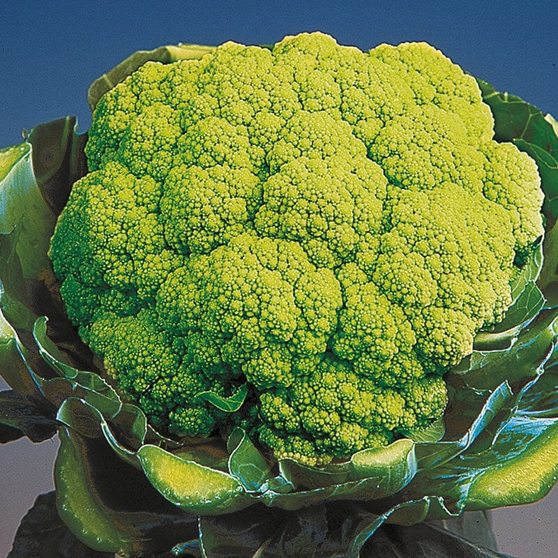 dt-brown VEGETABLE SEEDS Cauliflower Trevi F1 Seeds