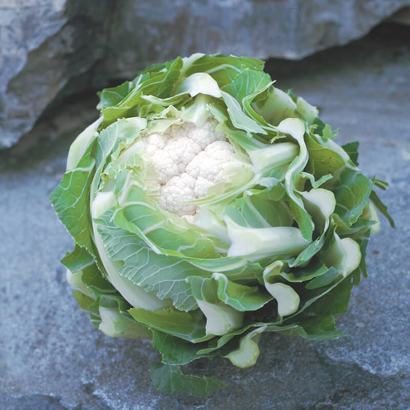 dt-brown VEGETABLE SEEDS Cauliflower Triomphant F1 AGM Seeds