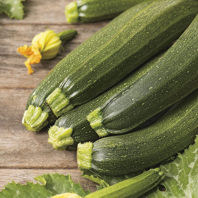 dt-brown VEGETABLE SEEDS Courgette Defender F1 AGM Seeds