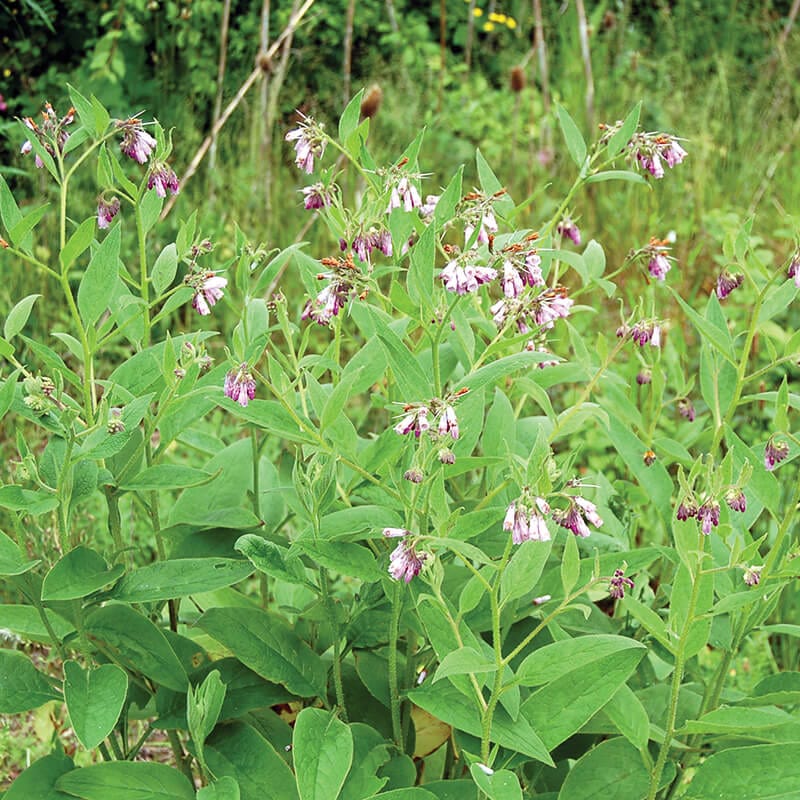 dt-brown VEGETABLE SEEDS Comfrey Seeds