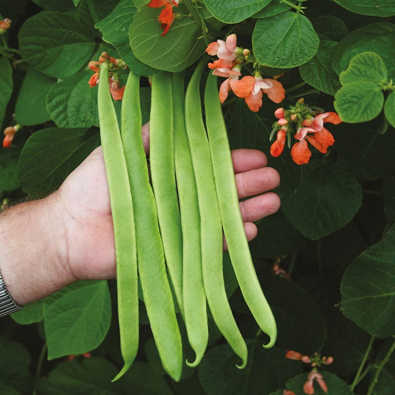 dt-brown VEGETABLE SEEDS Runner Bean (Pink Flowered) Celebration AGM Seeds