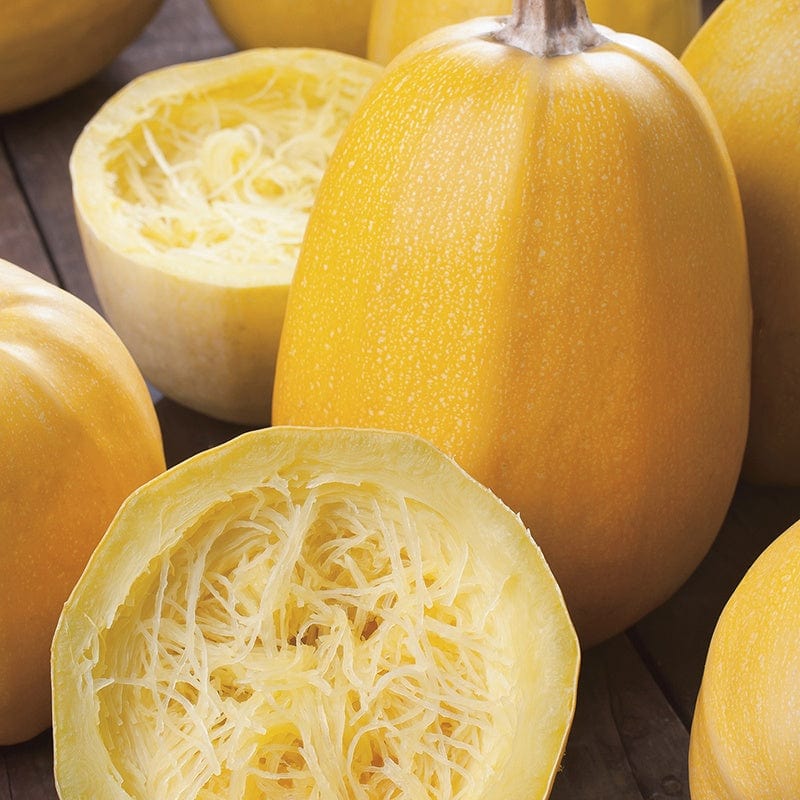 dt-brown VEGETABLE SEEDS Squash Vegetable Spaghetti Seeds