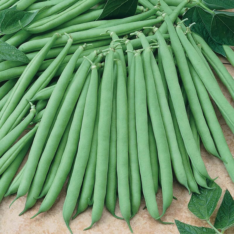 dt-brown VEGETABLE SEEDS French Bean (Dwarf) Primavera Seeds