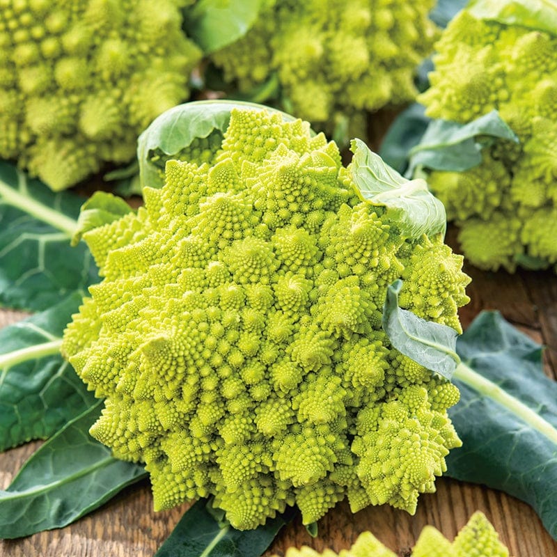 dt-brown VEGETABLE SEEDS Cauliflower Romanesco Veronica F1 Seeds