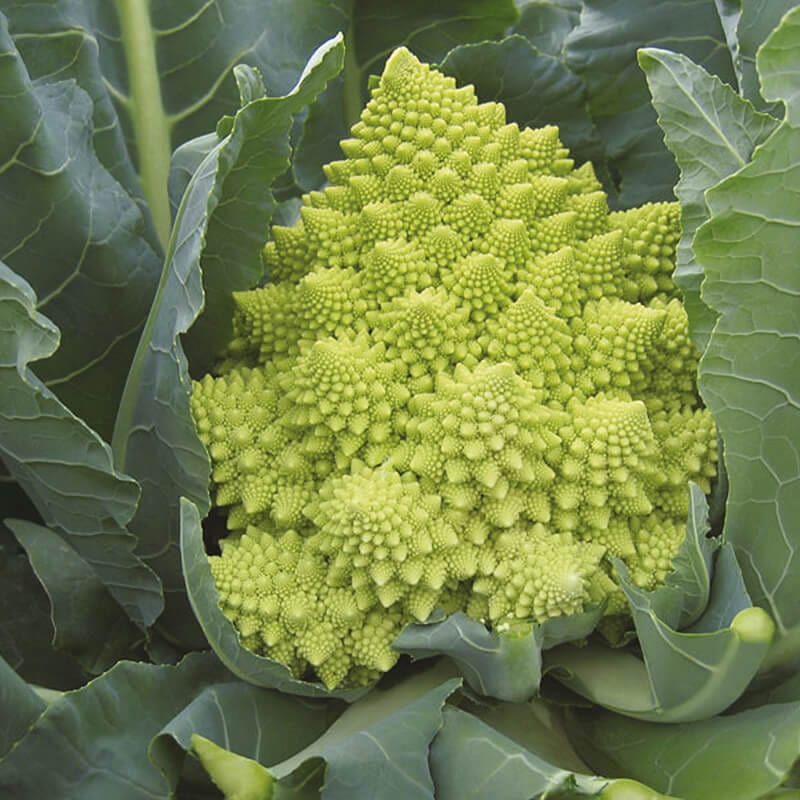 dt-brown VEGETABLE SEEDS Cauliflower Romanesco Veronica F1 Seeds