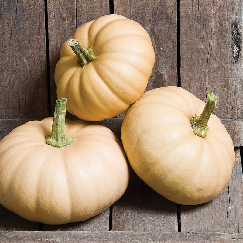 dt-brown VEGETABLE SEEDS Squashkin Autumn Crown F1 Seeds