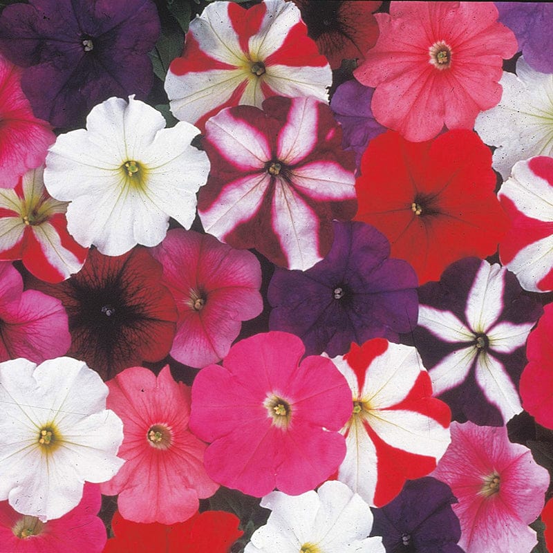 dt-brown FLOWER SEEDS Petunia (Multiflora) D.T. Brown Special Mixed F1 Flower Seeds