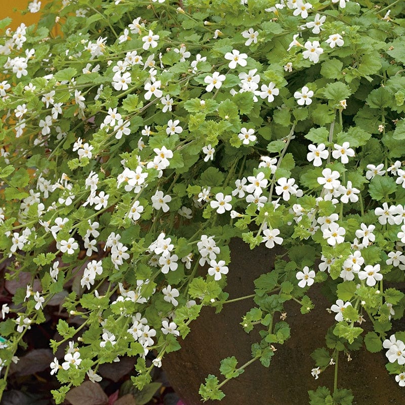 dt-brown FLOWER SEEDS Bacopa Snowtopia White Flower Seeds