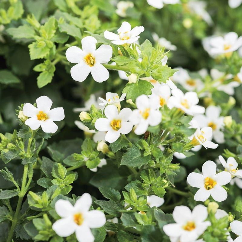 dt-brown FLOWER SEEDS Bacopa Snowtopia White Flower Seeds