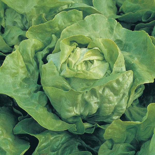 dt-brown VEGETABLE SEEDS Lettuce Clarion AGM Seeds