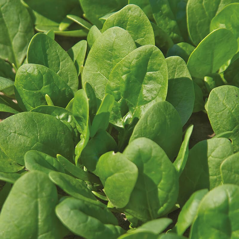 dt-brown VEGETABLE SEEDS Spinach Trumpet F1 Seeds