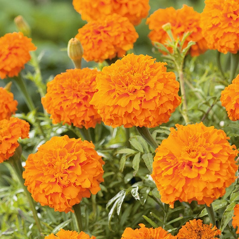 dt-brown FLOWER SEEDS Marigold (African) Kees Orange Flower Seeds