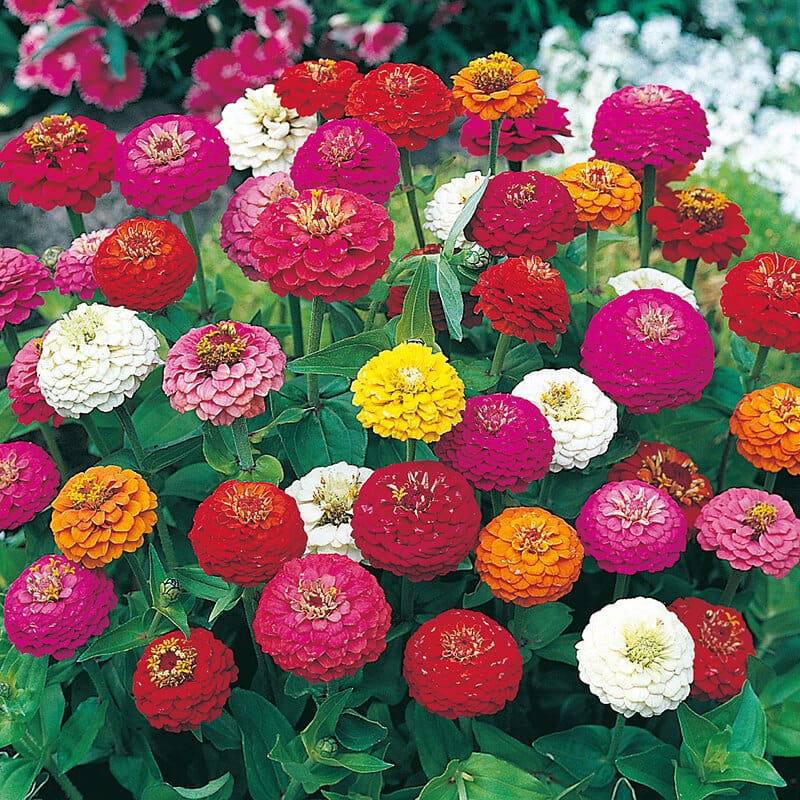 dt-brown FLOWER SEEDS Zinnia Sprite Mixed Flower Seeds