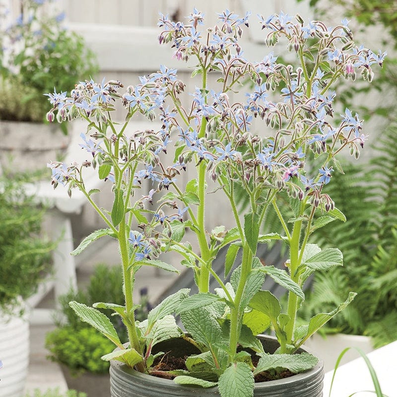 dt-brown VEGETABLE SEEDS Borage Herb Seeds