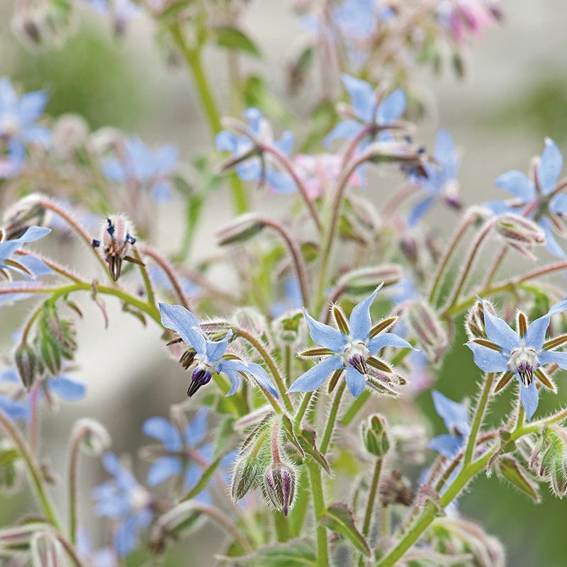 dt-brown VEGETABLE SEEDS Borage Herb Seeds