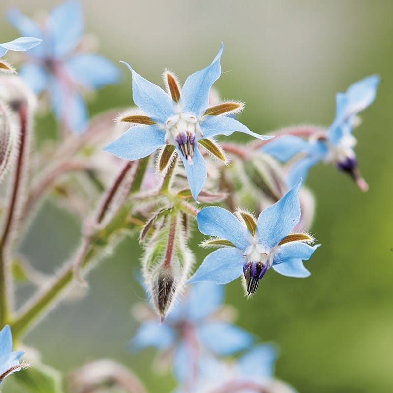 dt-brown VEGETABLE SEEDS Borage Herb Seeds