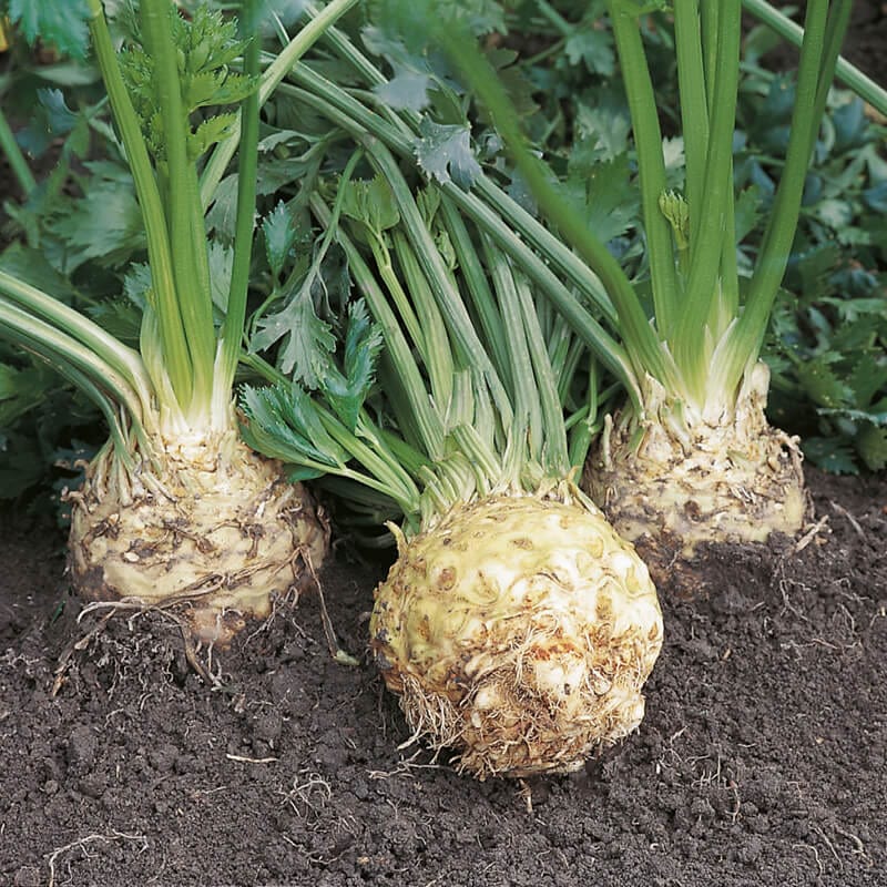 dt-brown VEGETABLE PLANTS Celeriac Ilona F1 Veg Plants