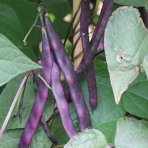 dt-brown VEGETABLE PLANTS 6 x garden ready plants (late) Climbing Bean Violet Podded Vegetable Plants