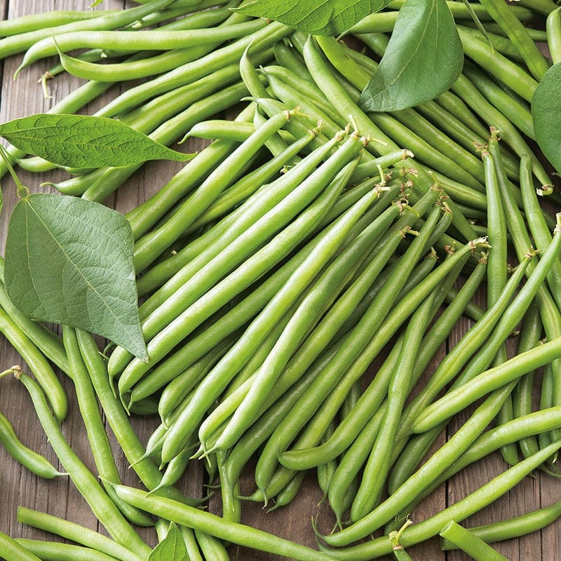 dt-brown VEGETABLE SEEDS French Bean (Dwarf) Ferrari Seeds