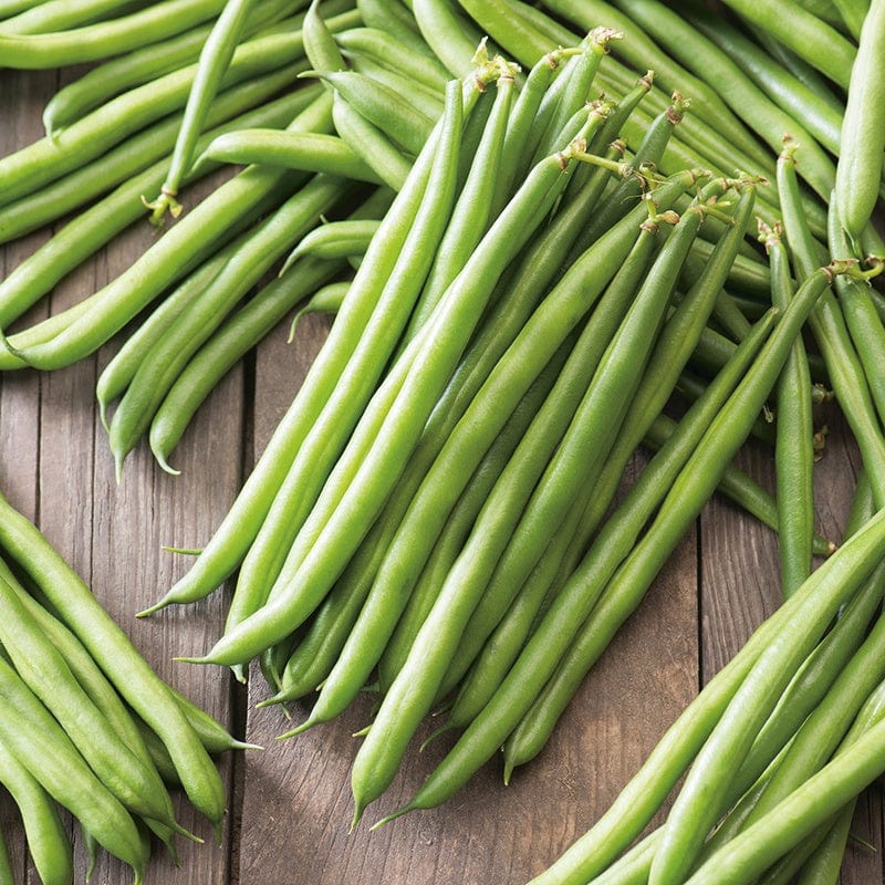 dt-brown VEGETABLE SEEDS French Bean (Dwarf) Ferrari Seeds