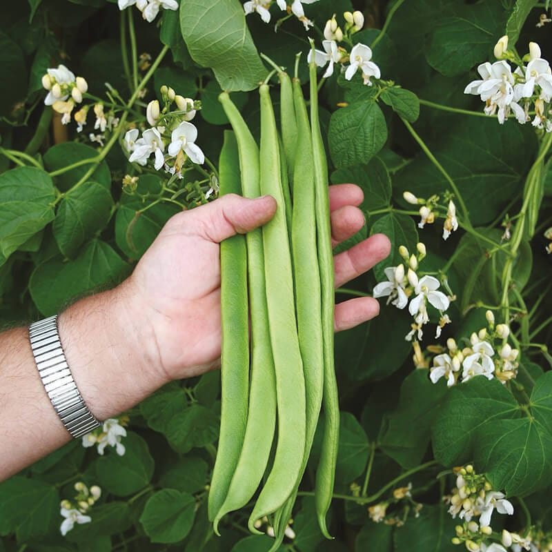 dt-brown VEGETABLE SEEDS Runner Bean Moonlight AGM Seeds