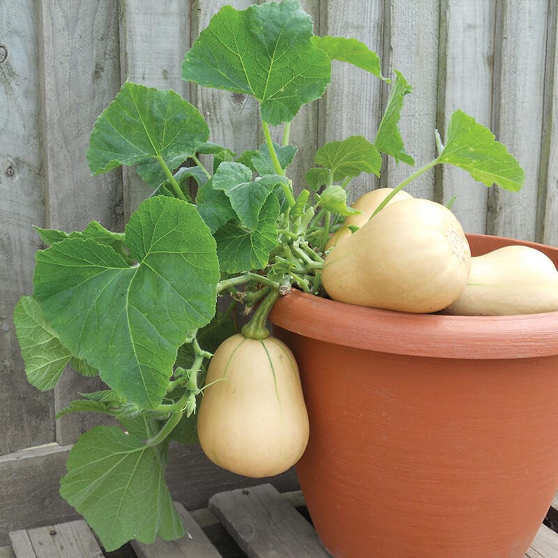 dt-brown VEGETABLE PLANTS Squash Butternut Butterbush F1 Plants