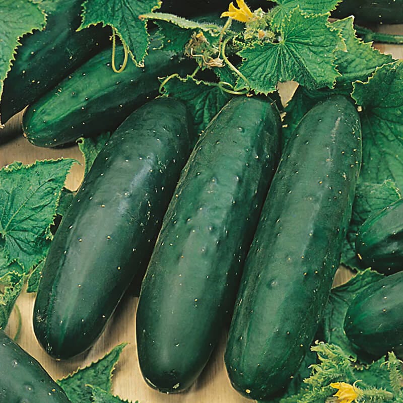 dt-brown VEGETABLE PLANTS Cucumber Marketmore (Outdoor) Plants