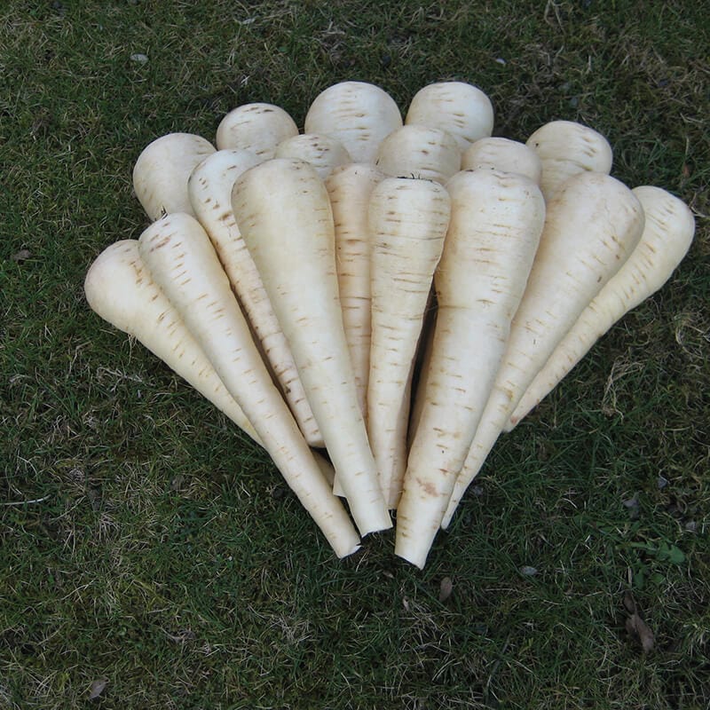 dt-brown VEGETABLE SEEDS Parsnip Panorama F1 Seeds