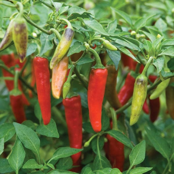 dt-brown VEGETABLE SEEDS Pepper (Hot) Gusto Green F1 Seeds