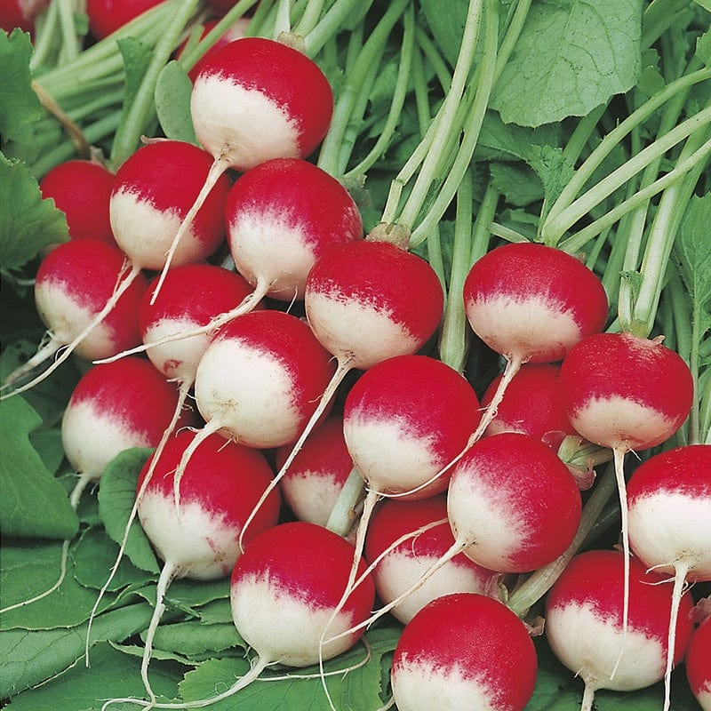 dt-brown VEGETABLE SEEDS Radish Sparkler 3 AGM Seeds