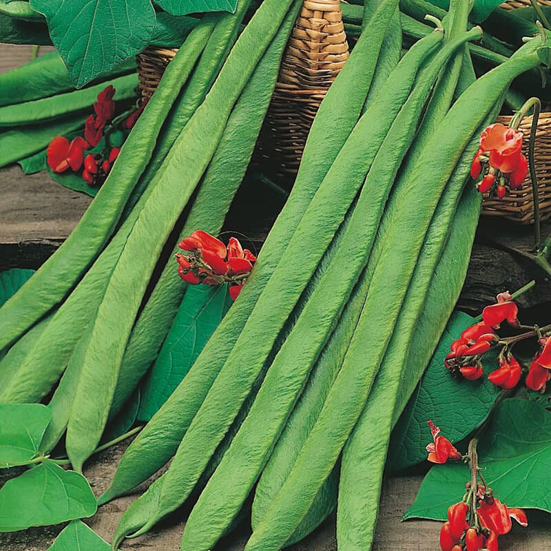 dt-brown VEGETABLE SEEDS Runner Bean (Red Flowered) Polestar Seeds