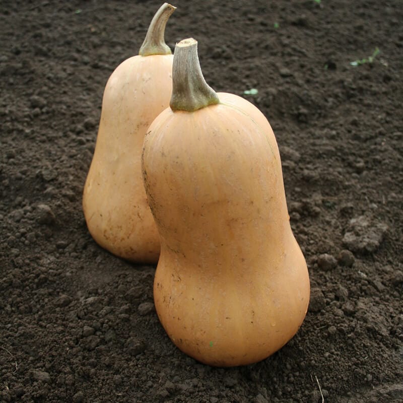 dt-brown VEGETABLE SEEDS Butternut Squash Sweetmax F1