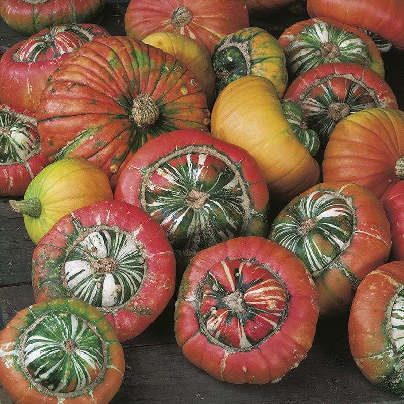 dt-brown VEGETABLE SEEDS Squash (Winter) Turks Turban Seeds