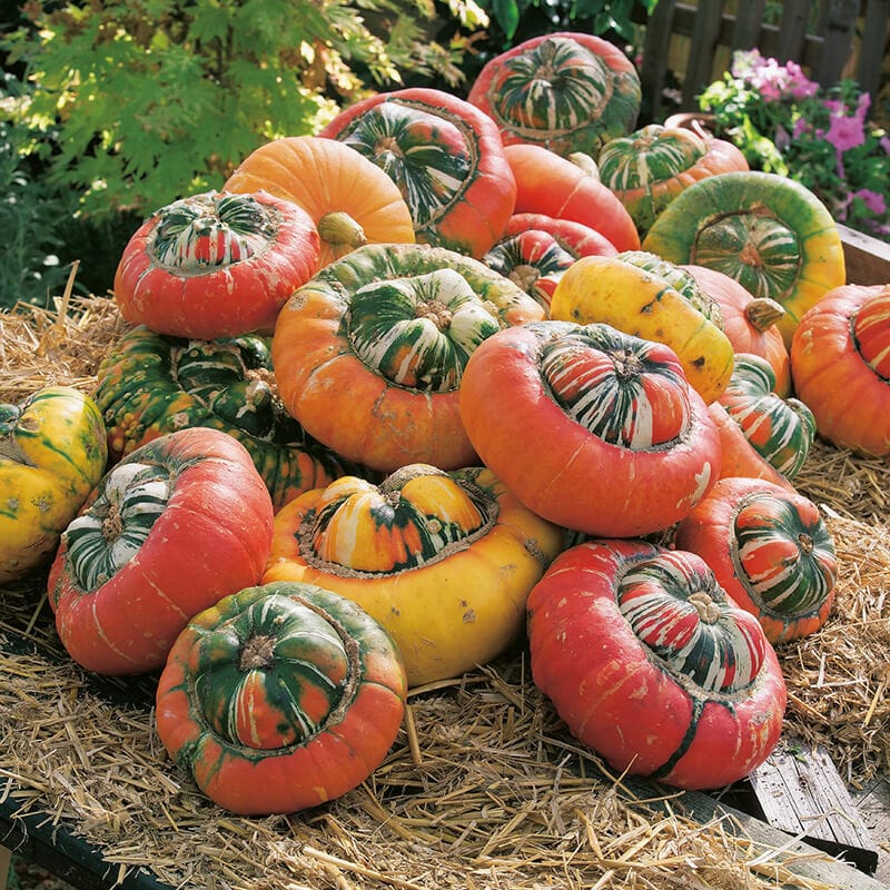 dt-brown VEGETABLE SEEDS Squash (Winter) Turks Turban Seeds