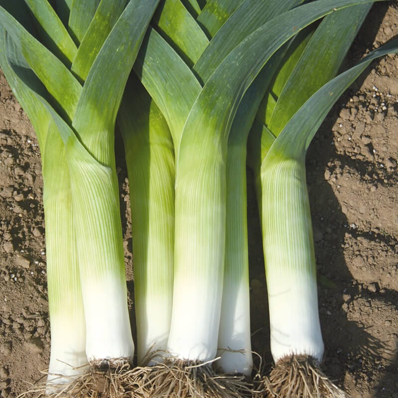 dt-brown VEGETABLE SEEDS Leek Crusader F1 Seeds