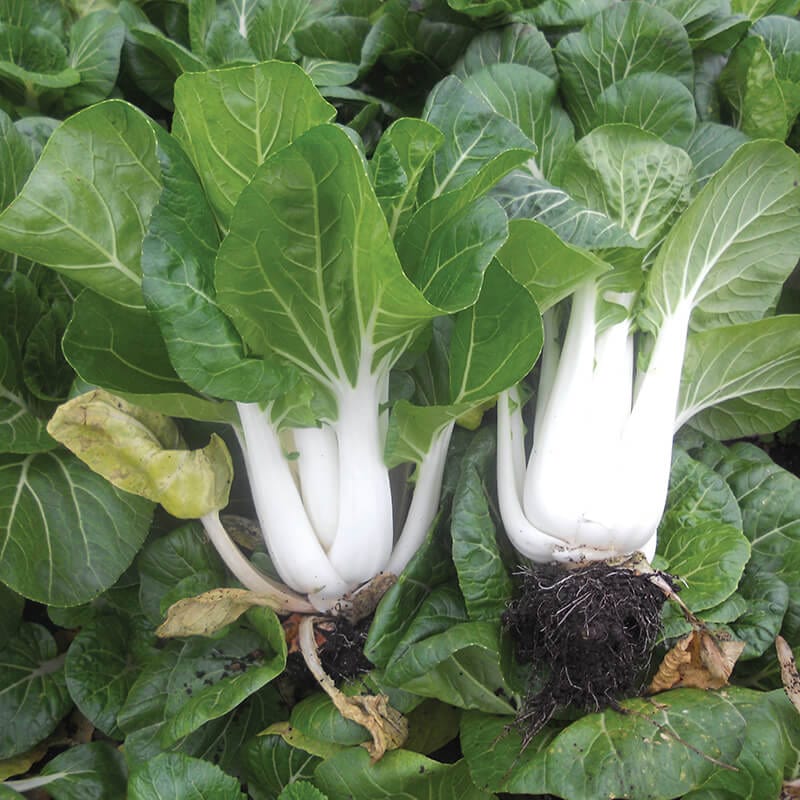 dt-brown VEGETABLE SEEDS Oriental Greens Pak Choi Blizzard F1 Seeds