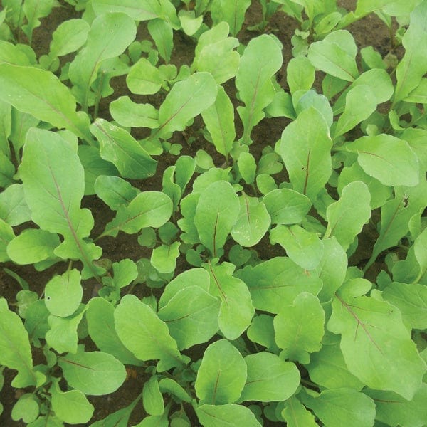 dt-brown VEGETABLE SEEDS Rocket Fireworks TZ 0473 Seeds