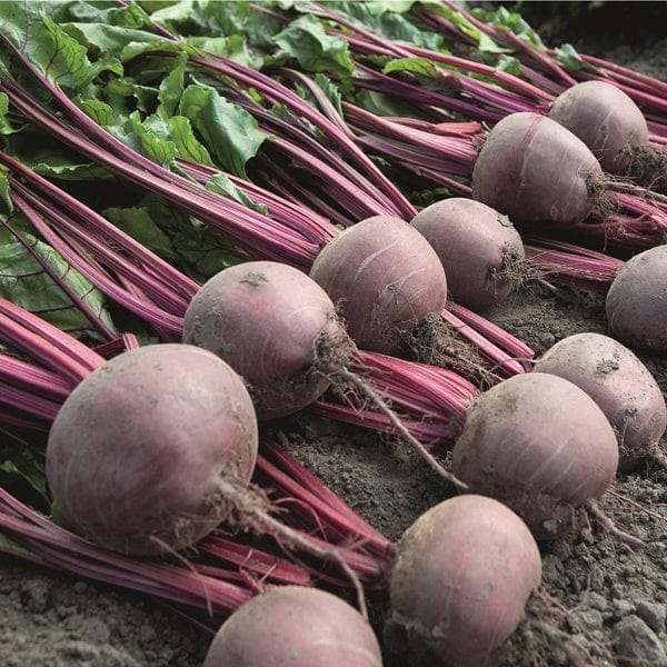 dt-brown VEGETABLE SEEDS Baby Beet Action Seeds