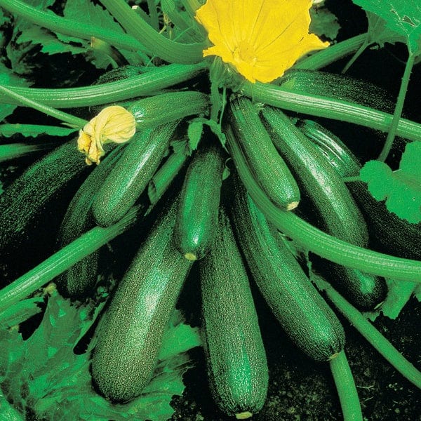 dt-brown VEGETABLE SEEDS Courgette Tuscany F1 AGM Seeds