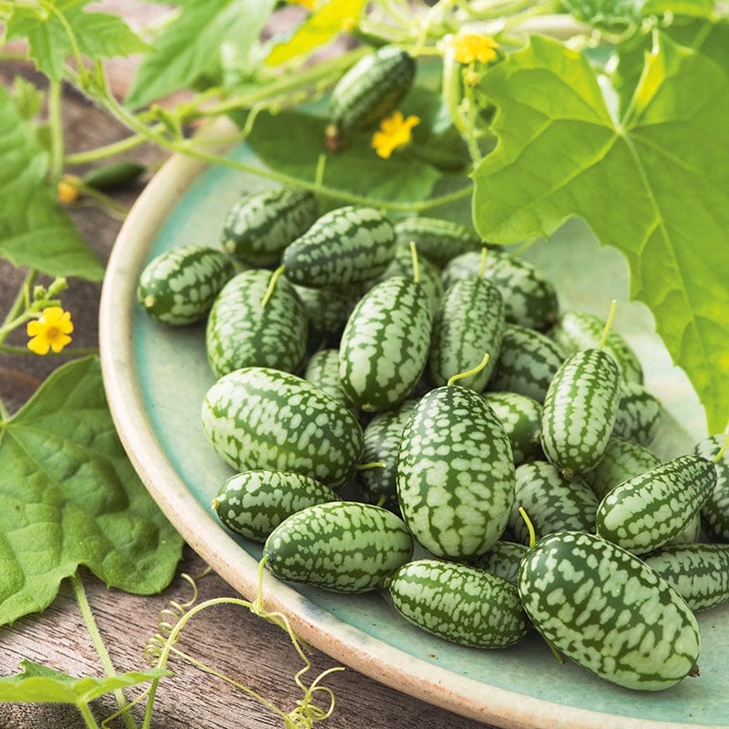 dt-brown VEGETABLE SEEDS Cucamelon Seeds