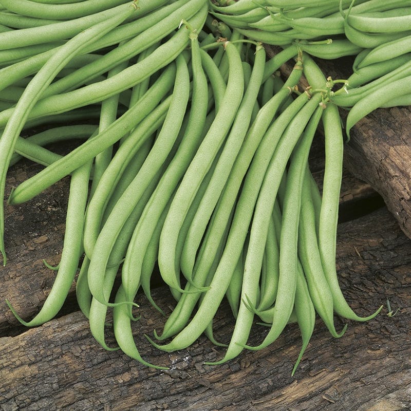 dt-brown VEGETABLE SEEDS Dwarf French Bean Delinel AGM Seeds