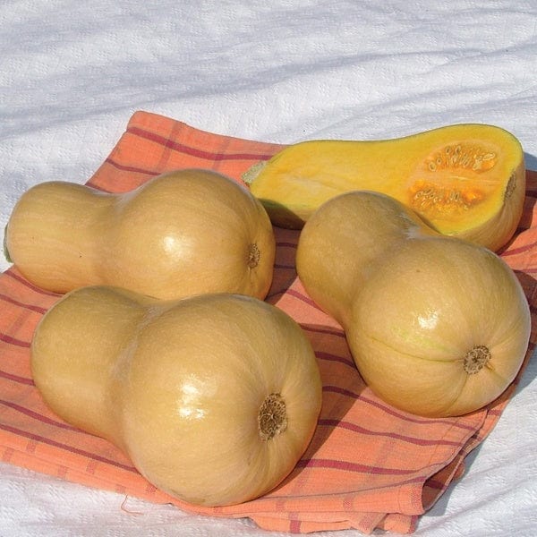 dt-brown VEGETABLE SEEDS Squash (Butternut) Hunter F1 AGM Seeds