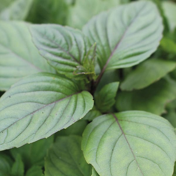 dt-brown VEGETABLE SEEDS Cinnamon Basil Herb Seeds